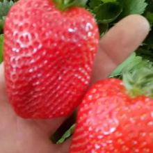 章姬草莓山東基地銷售 批發草莓  現挖現賣
