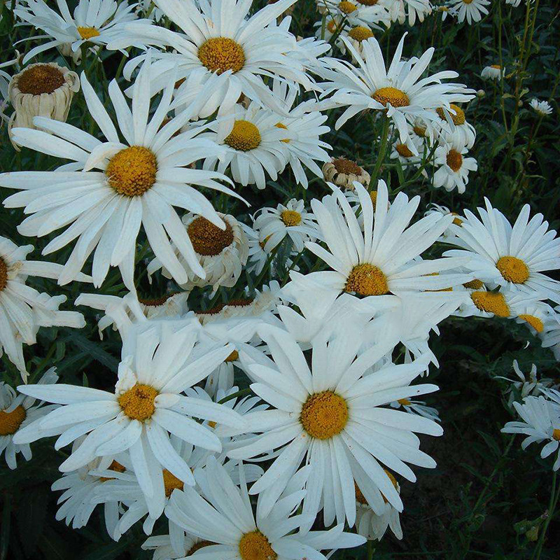 酒泉康达西洋滨菊宿根西洋滨菊白色大滨菊花种子批发花卉种子 阿里巴巴