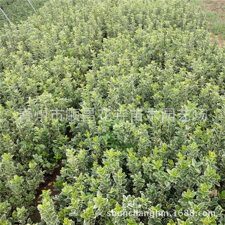 Пномпень Populus саженцы Озеленение саженцев Пномпень Populus инженерные саженцы в наличии достаточное разнообразие Оптовые саженцы