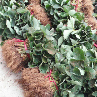 ���ع����¼���ݮ��F�ڬF�u�ϱ����Nֲ  �ɻ��ʵ��¼���ݮ��r��