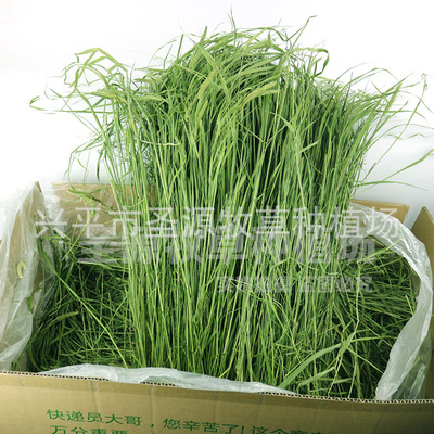2019新草提摩西草烘烤甘肃提草兔草宠物兔子龙猫荷兰猪牧草|ru
