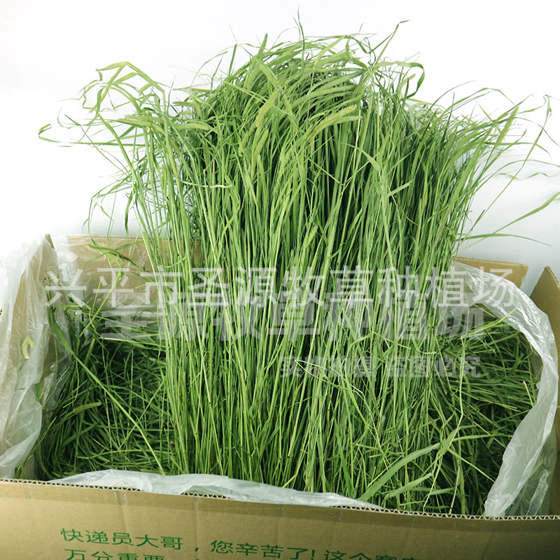 2019新草提摩西草烘烤甘肃提草兔草宠物兔子龙猫荷兰猪牧草|ru