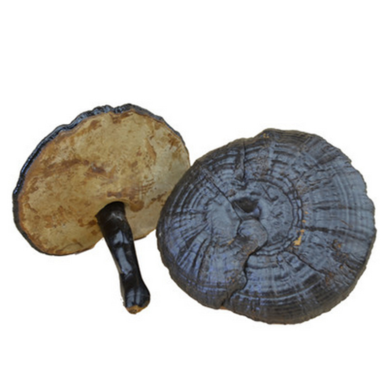 Black Ganoderma Changbai Black Ganoderma Purple fungus Training in Linzhi