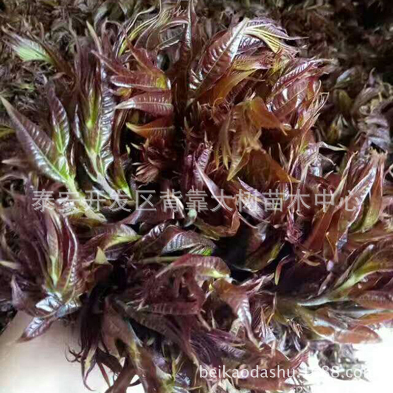 基地大量供应香椿苗 大红袍香椿苗