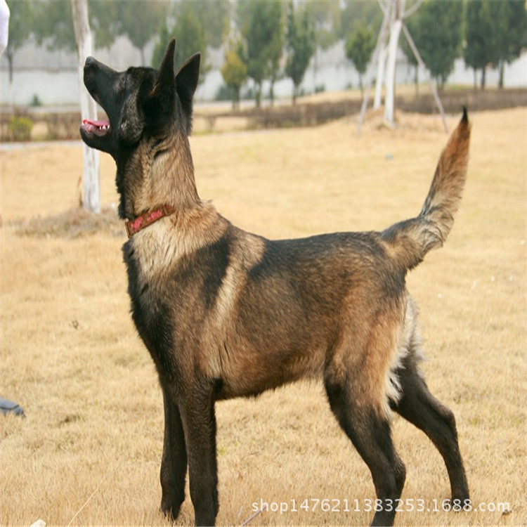 出售马犬幼犬/马犬幼犬价格/马犬好养吗