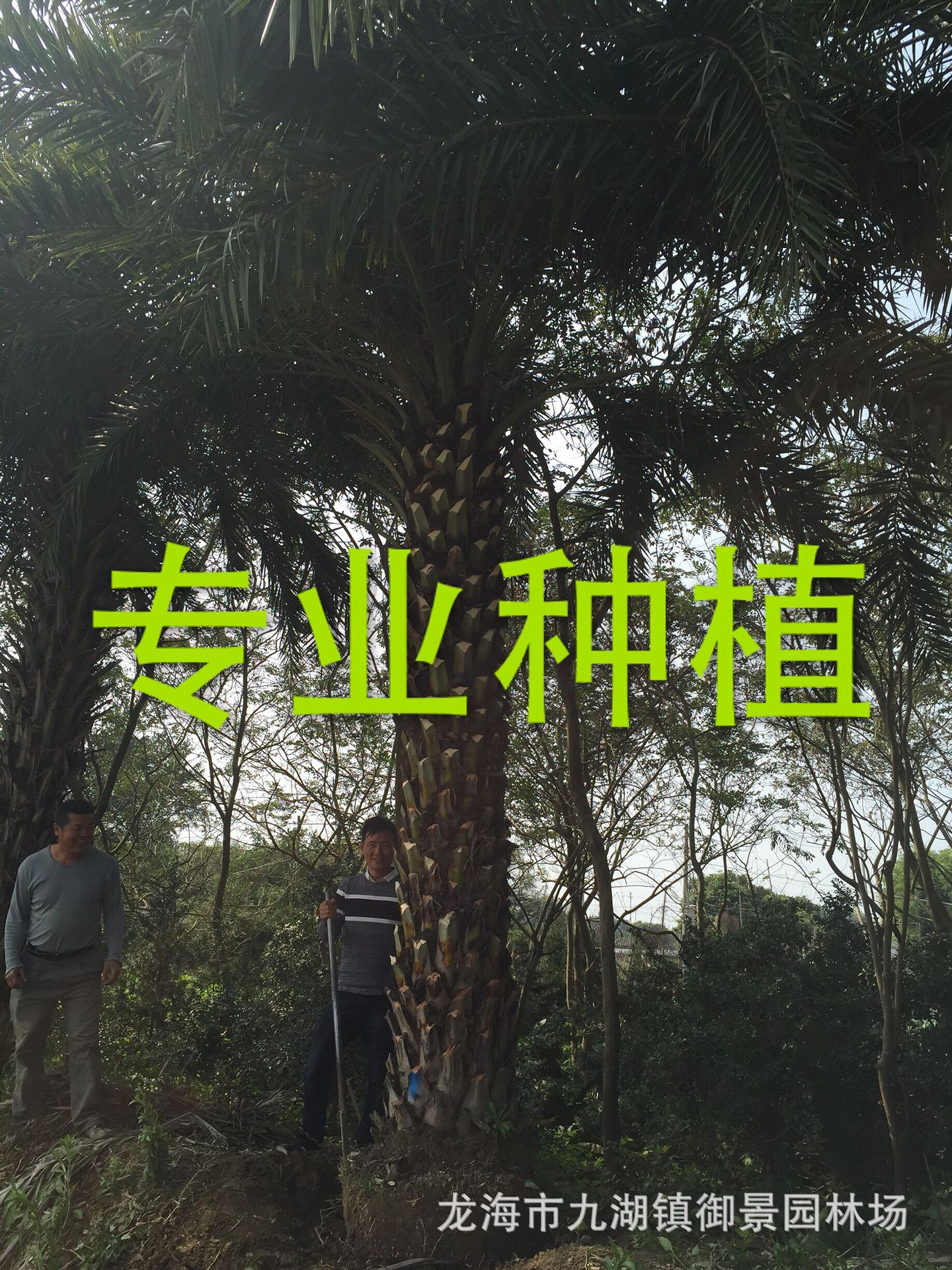 中东海枣