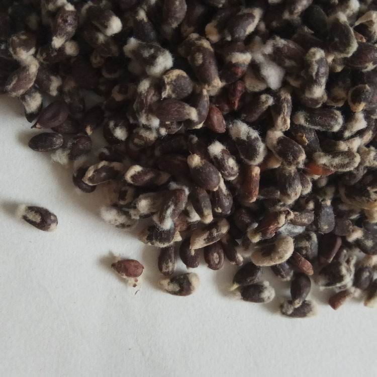 Low Temperature Baked Cottonseed Powder Traditional Chinese Herbal Ingredient for Cooking quality and texture