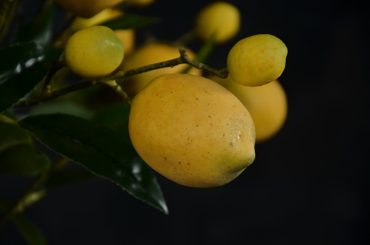 2-5黄色欧罗柠檬