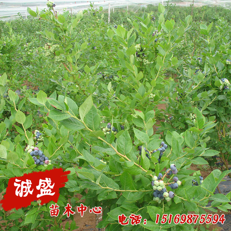 蓝莓苗 (8)