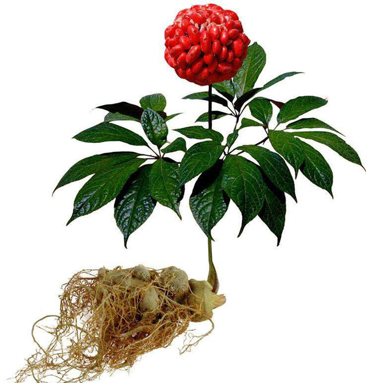 三七和土三七分辨不清 ，当心中毒不治！ - 阿里巴巴商友圈