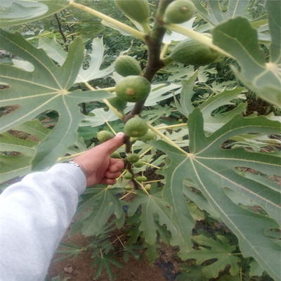 无花果苗批发 高产品种优 提供种植技术 可庭院种植无花果树|ru