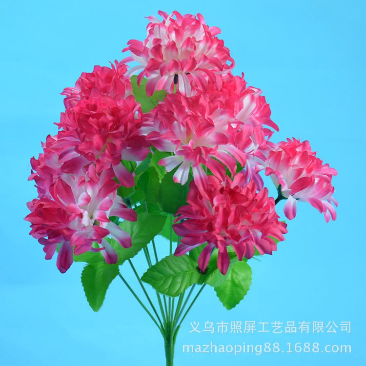 12头爪菊10