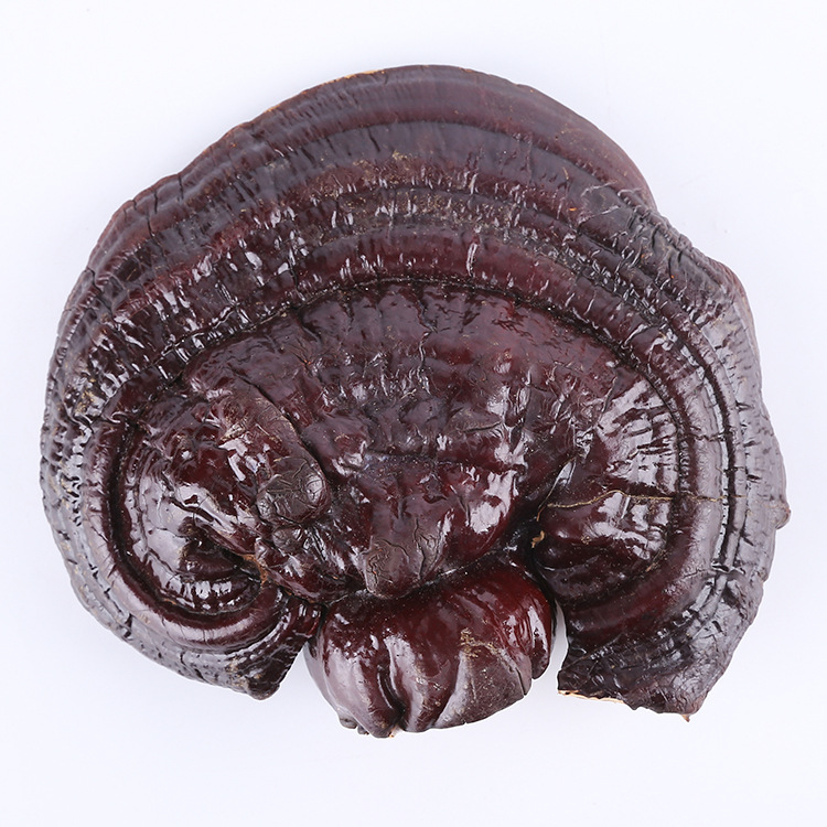 Bacteria farmers Supplying Purple fungus Changbai Rootless Place of Origin Direct selling wholesale Paojiu material Purple fungus Source of goods wholesale