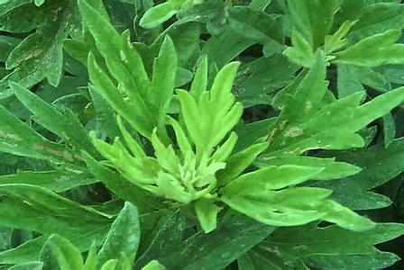 15:1 Aged Moxa Wool Ai Rong 艾绒 Pure Mugwort Floss for Moxibustion 500g specifications