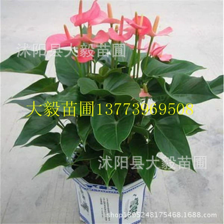 Комнатные высококачественные растения бонсай для гидропоники в горшках с розовой пальмой