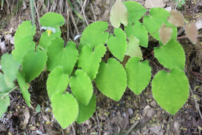 微信图片_20170601181548