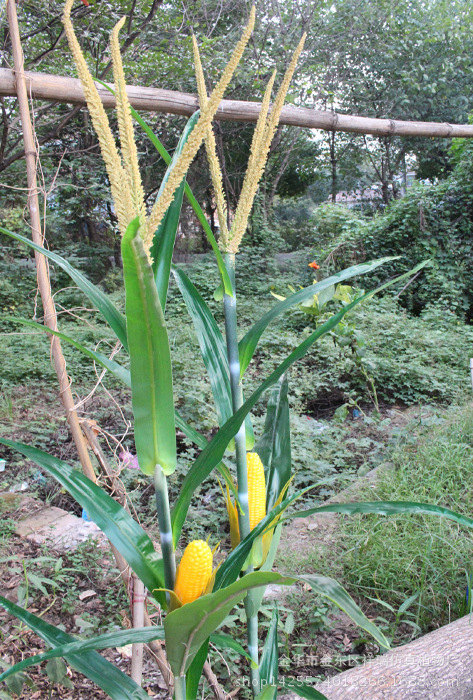 XRB-173 174玉米单枝9叶1果150厘米(春 8