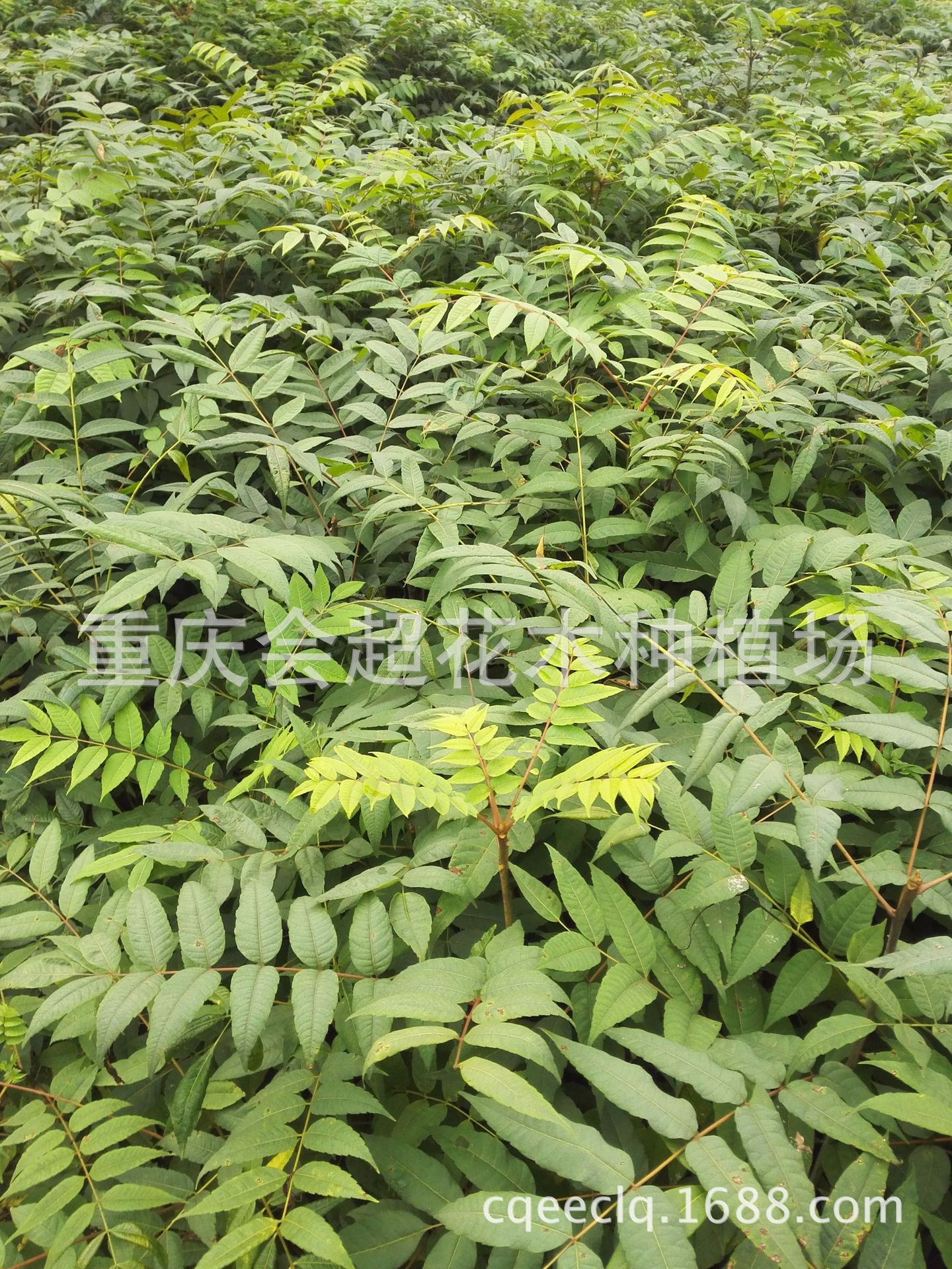 大量出售香椿 红香椿苗 春芽苗 食用香椿 椿树 量大从优-阿里巴巴