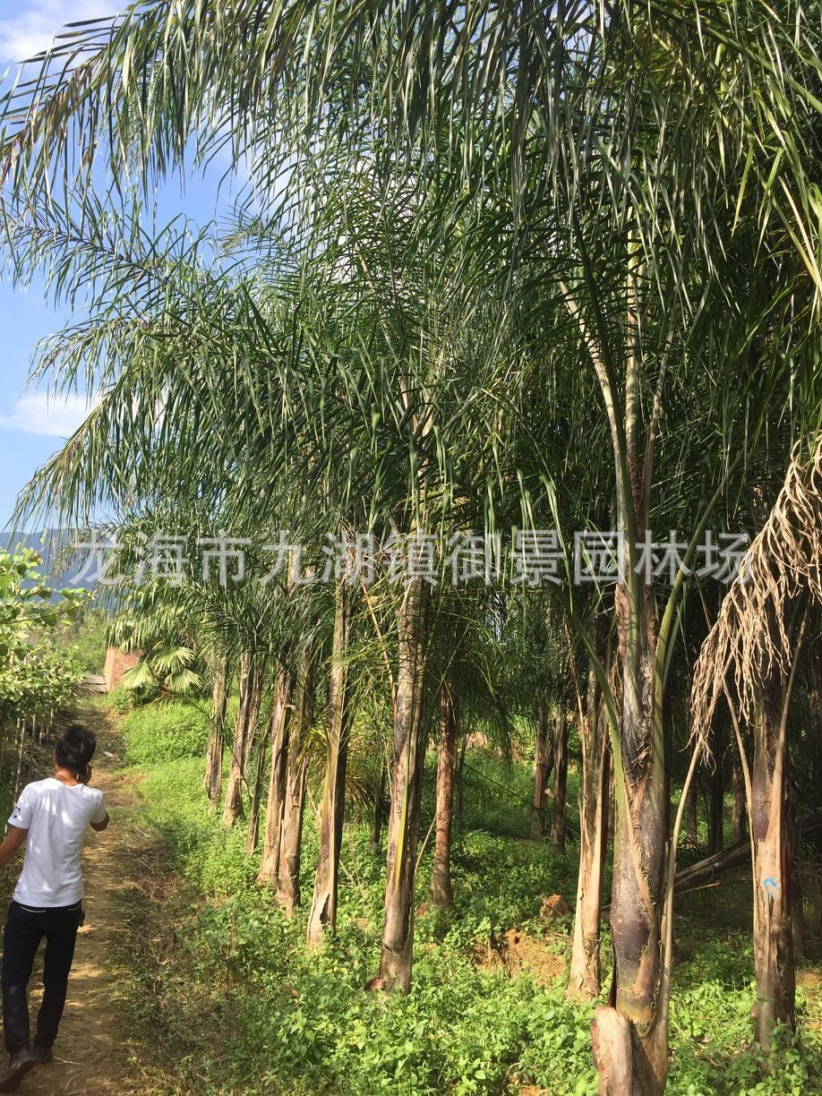 皇后葵