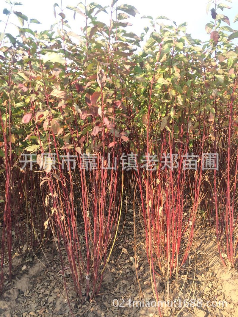 苗圃批发红瑞木绿化工程灌木苗落叶性观叶园林植物丛生红瑞木树苗-阿里巴巴