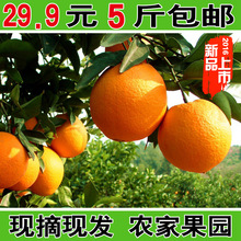 秭归脐橙价格_最新秭归脐橙价格\/批发报价_秭