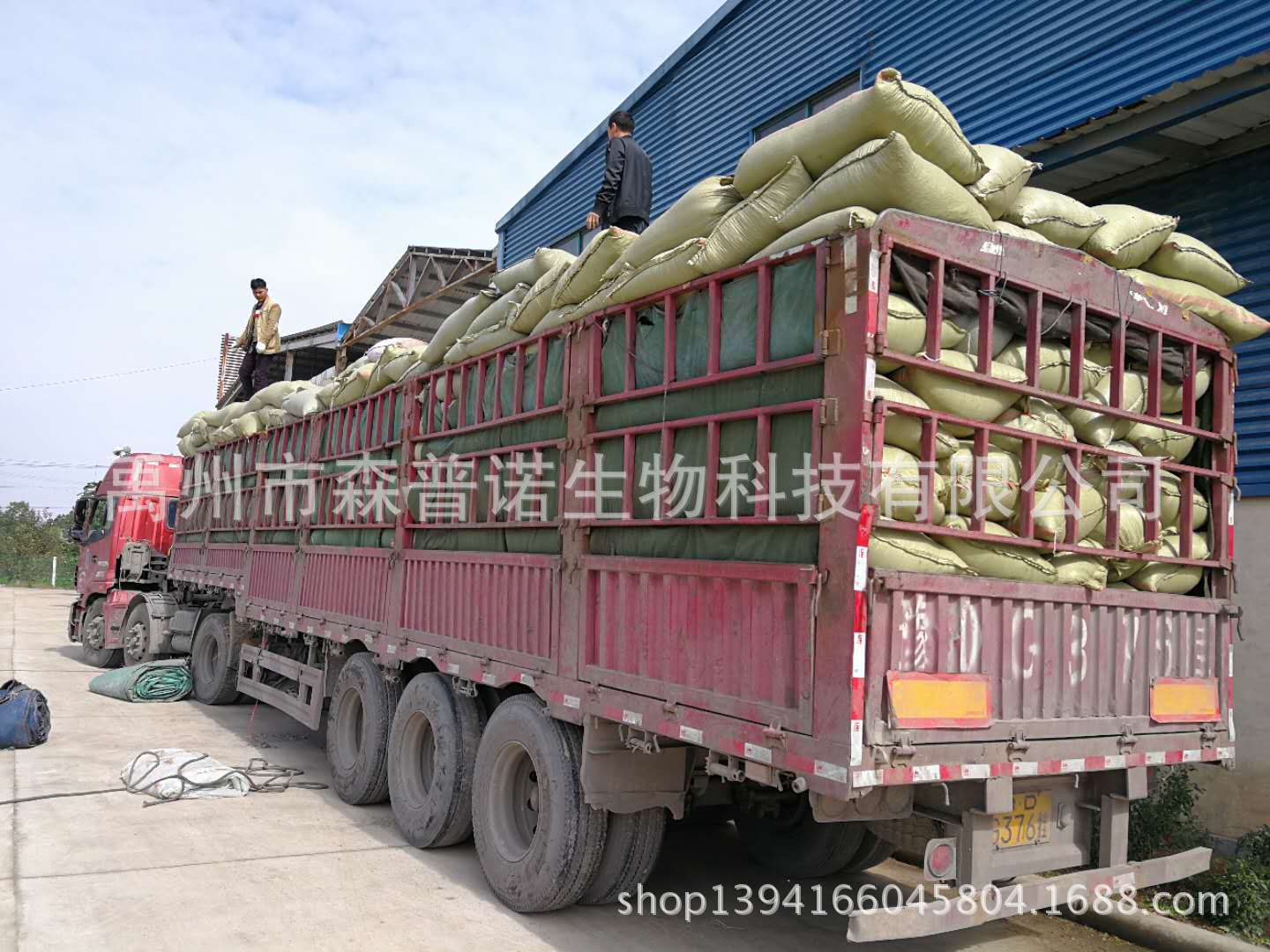 迷迭香干叶原料装车（森普诺公司）