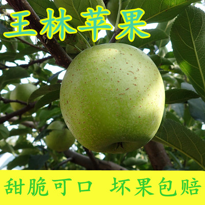 包邮12颗青森王林青苹果彩箱装新鲜水果脆甜现货应季精选大果孕妇|ms