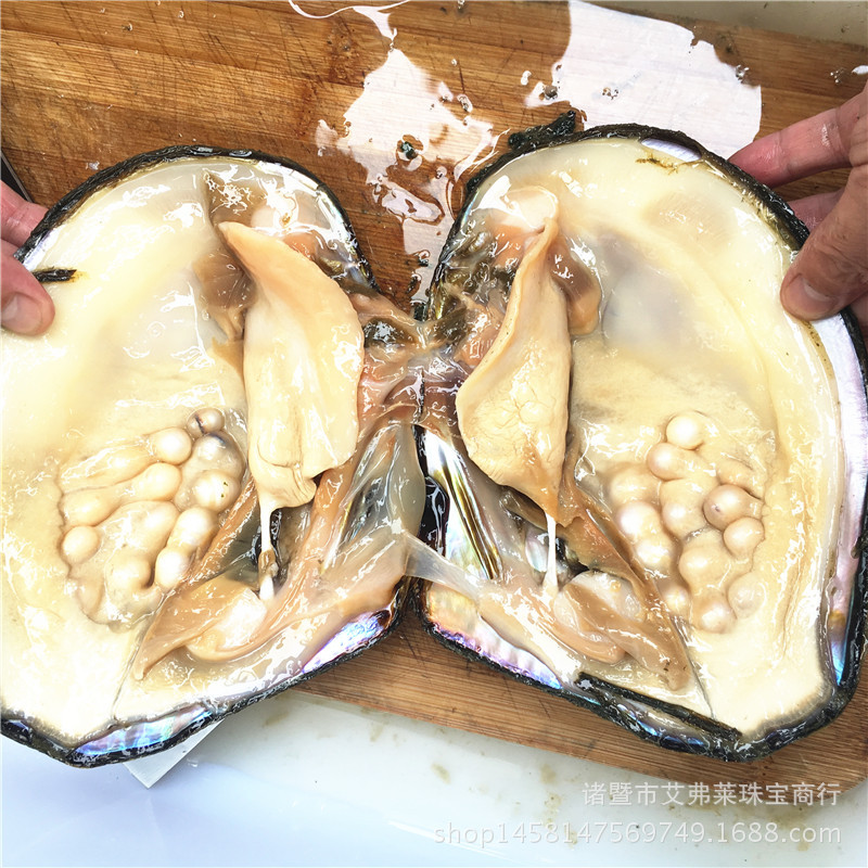 淡水珍珠河蚌 5-7年河蚌 网红直播产品 现场开蚌-阿里巴巴