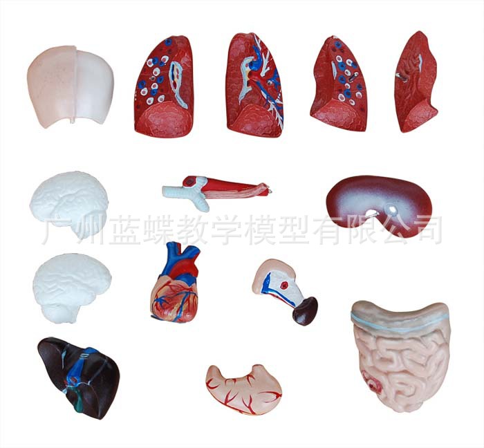 人体解剖模型_高端医学内脏心脏系统结构 人体解剖模型生产批发 - 阿里巴巴