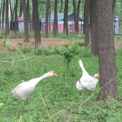 【5.5斤】老鹅肉农家散养鹅肉大白鹅土鹅肉活鹅新鲜现杀圆通包邮