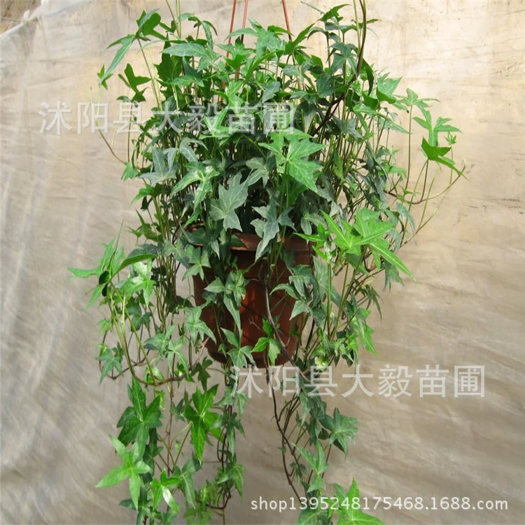 Продажа горшечных растений Зеленый завод Офис горшечных Ivy Пномпень Ivy горшечных растений