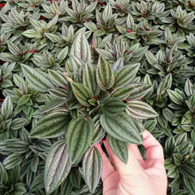 ������ֱ�����҃��^�~����ֲ�� �^�p���� ���񽷲� 90#�t��ʹ