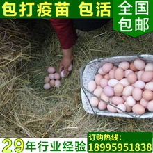 湖北優質農家喂養土雞蛋 新鮮營養生態土雞蛋 正宗農家柴雞蛋包郵