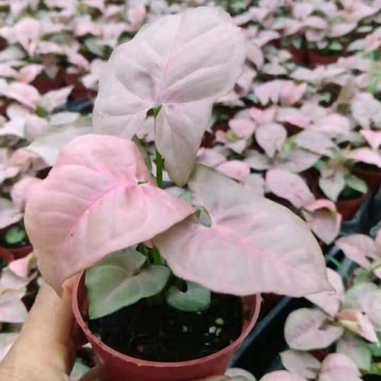 基地直供 批发红粉佳人合果芋 90 绿植小盆栽客厅花卉合果芋 种苗花卉网