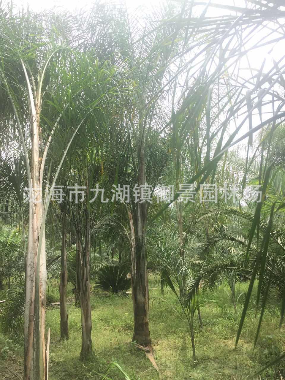 皇后葵
