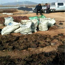 �{ݮ��Nֲ���س��ۺóɻ��Y���{ݮ��Ʒ�N�{ݮ�罛��Ч��