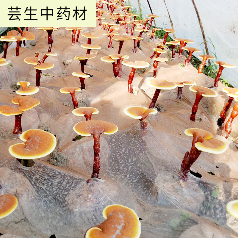 2017 Anhui Dabie Mountains Yuexi Basswood Ganoderma lucidum raw material Manufactor Impurities Base Ganoderma lucidum Spore