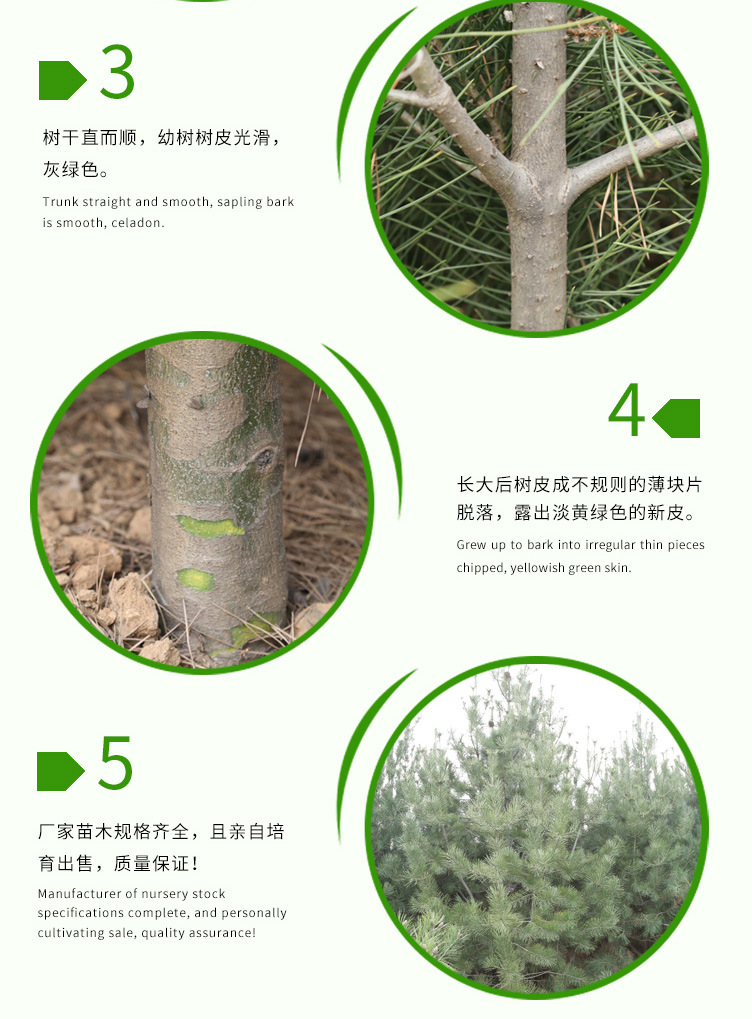 白皮松_08