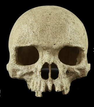 Альпинизм домашнее животное рептилия водная трава пейзаж моделирование человеческого черепа стеклянный резервуар аквариум побег украшение дома декоративная смола