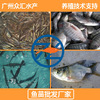 春季淡水魚苗熱賣 加州鲈魚苗 鴨嘴魚預訂中 羅非魚苗 台灣泥鳅苗