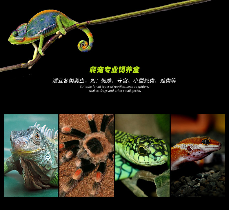 掌上明珠-宠物盒_03