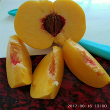 晚熟黃桃樹苗 九月份成熟黃桃品種 黃金密四號桃樹苗 香甜口感