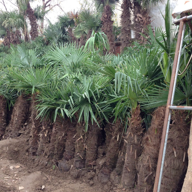 Palm tree my ginger man Palm Brown Hill seed Green seedlings Wood fan Zongzhu wholesale