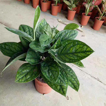 ����ֱ�N110#̩���G�}�����^�~ֲ��С�������ռ�ȩ��ˮ��ֲ��