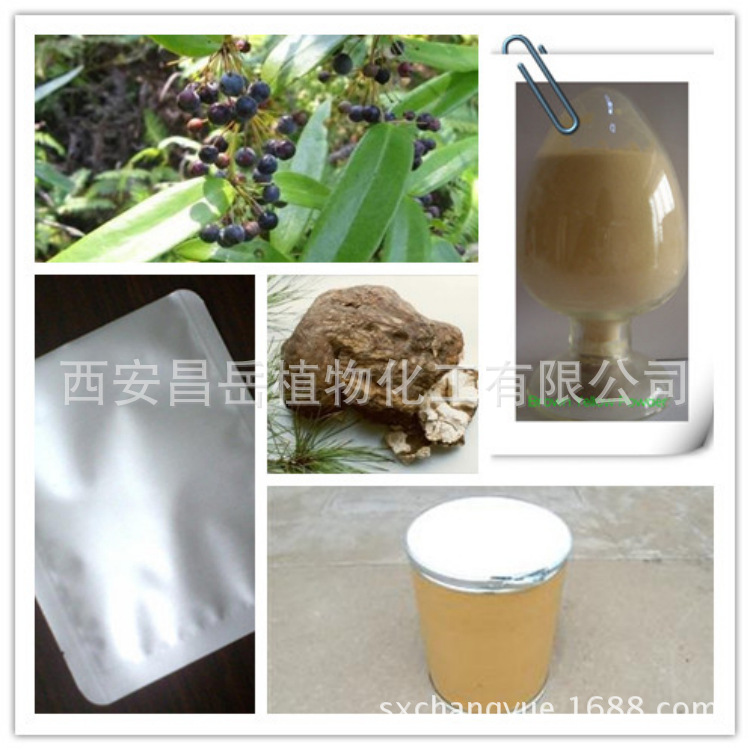 茯苓
