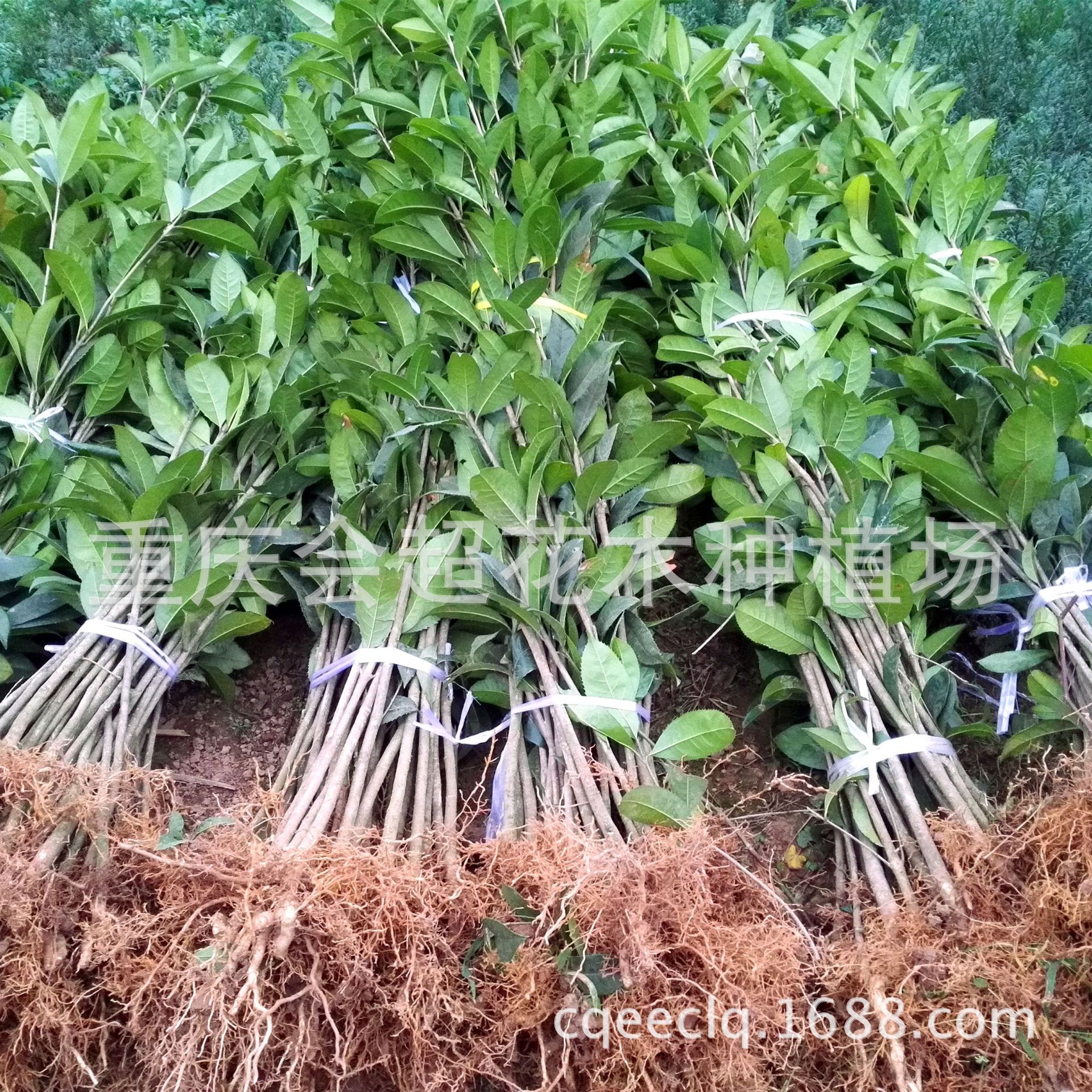 桂花树苗2_副本