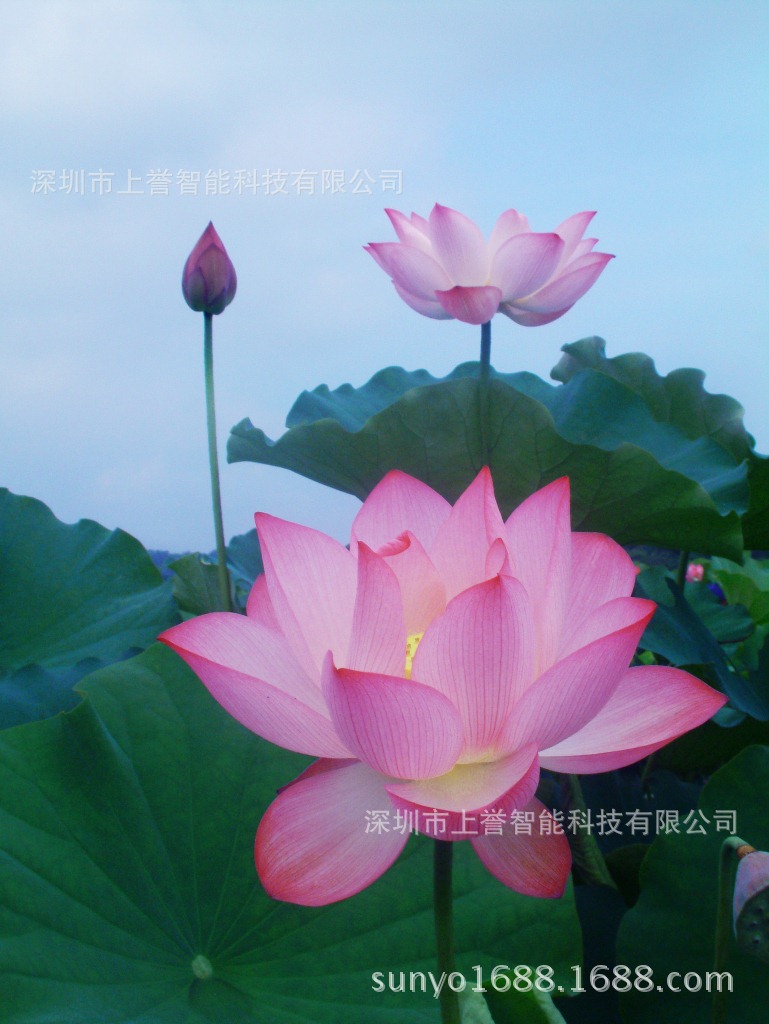 ，深圳立体印刷厂，个性化名片厂家，3D胸牌制作厂