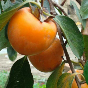 ��������̨�����д����������Լ޽Ӯ���Y���m���ϱ����Nֲ������