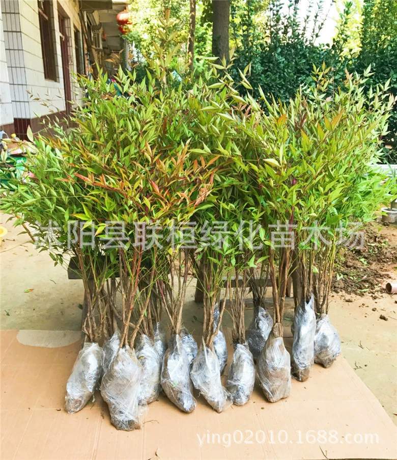 Нантьян Озеленение бамбука Рассада Садовые растения Озеленение Нантьян Рассада бамбука Нантянь Чжу Хунтянь Бамбуковый Бонсай