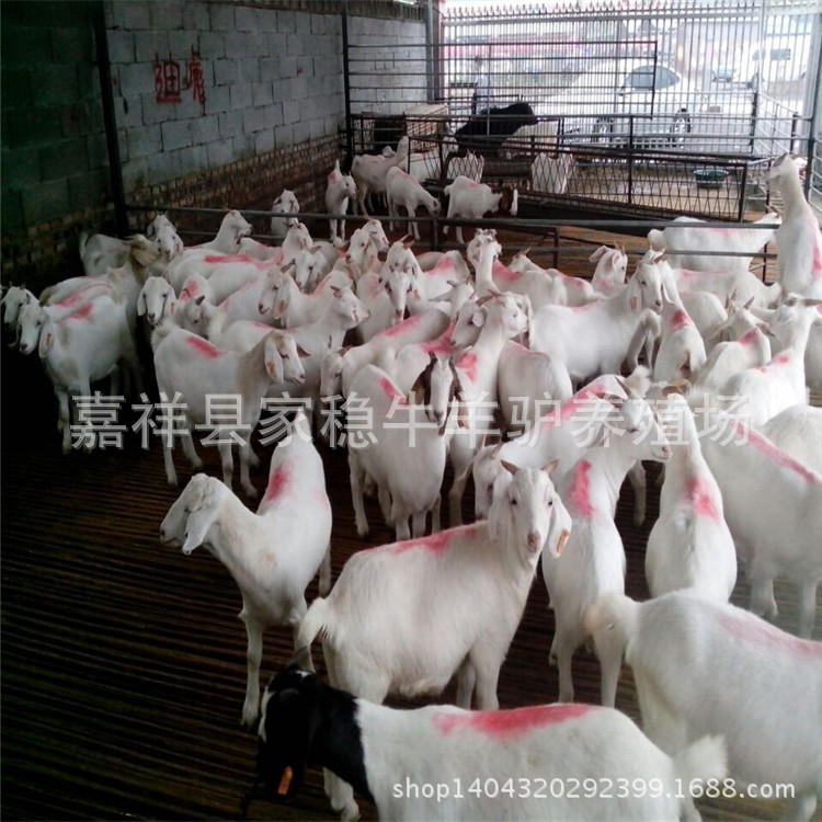 纯种萨能奶山羊种公羊价格,出售高产奶羊母羊
